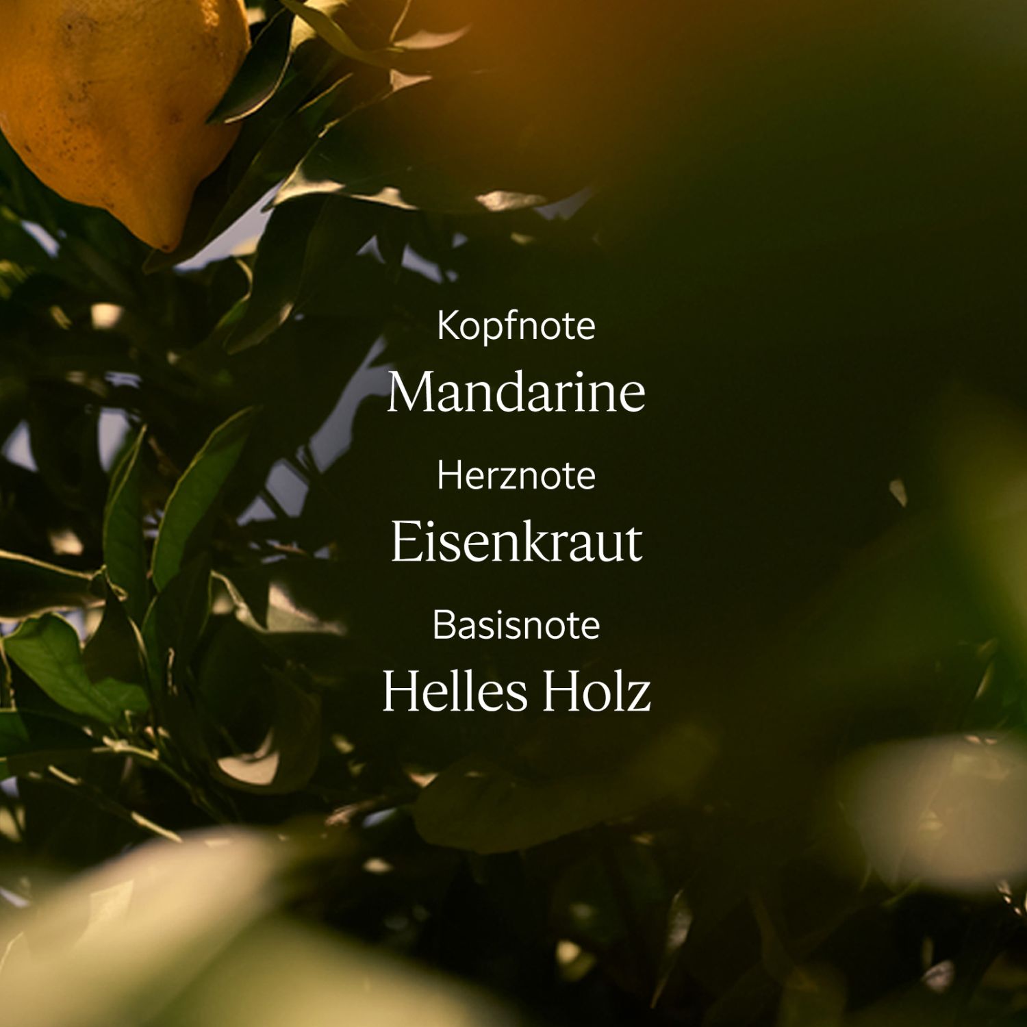 Verveine Agrumes Handcreme 30ml