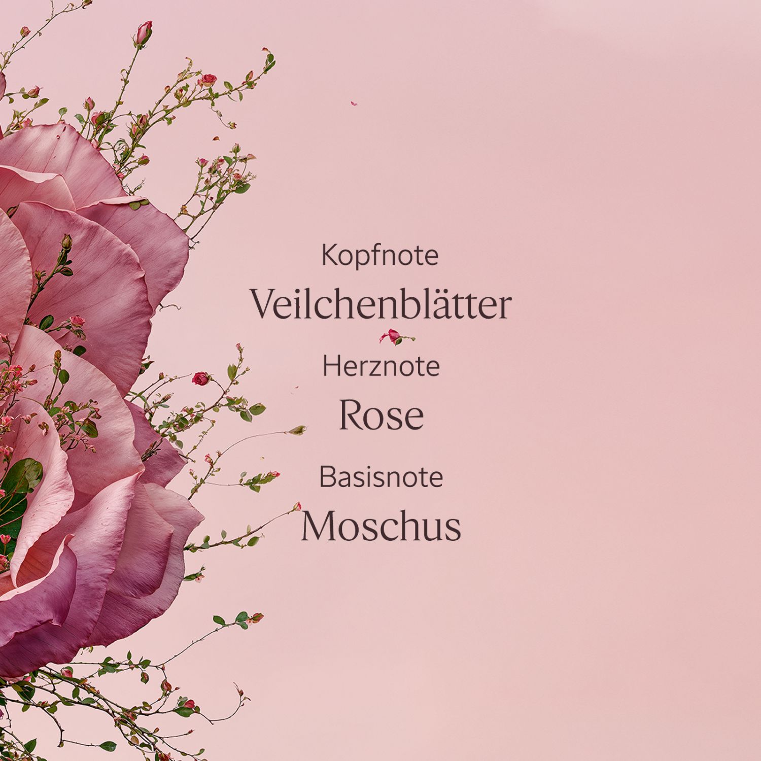 Rose Duschgel