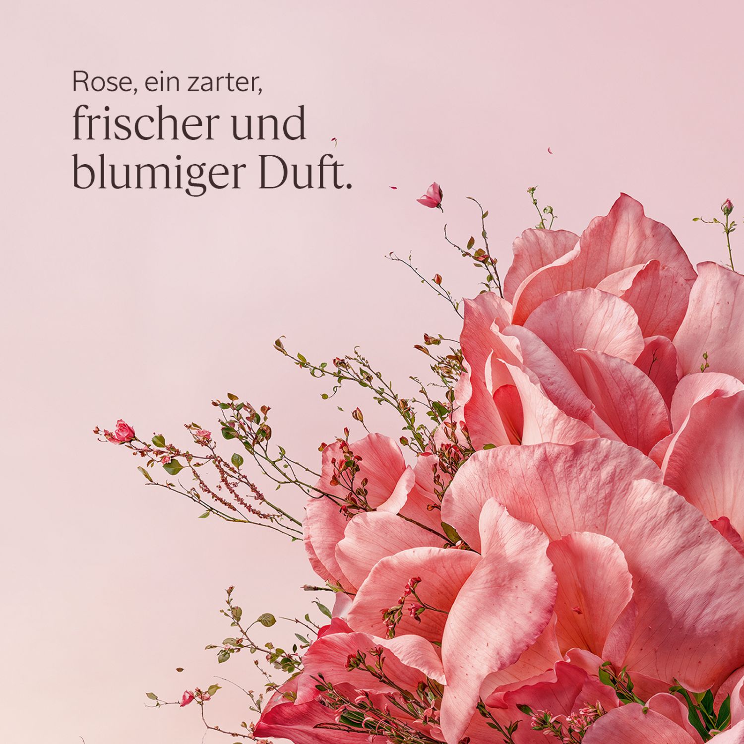 Rose Handcreme