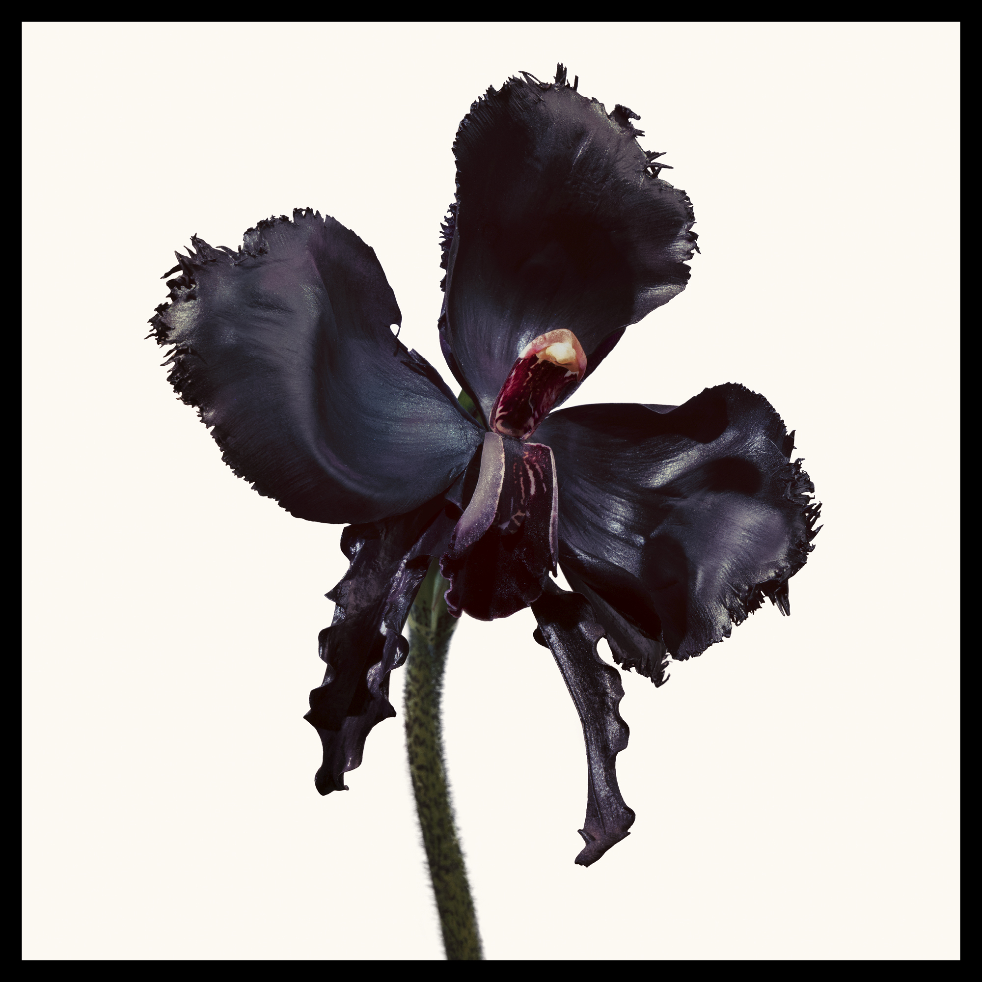 Black Orchid Reserve Parfum