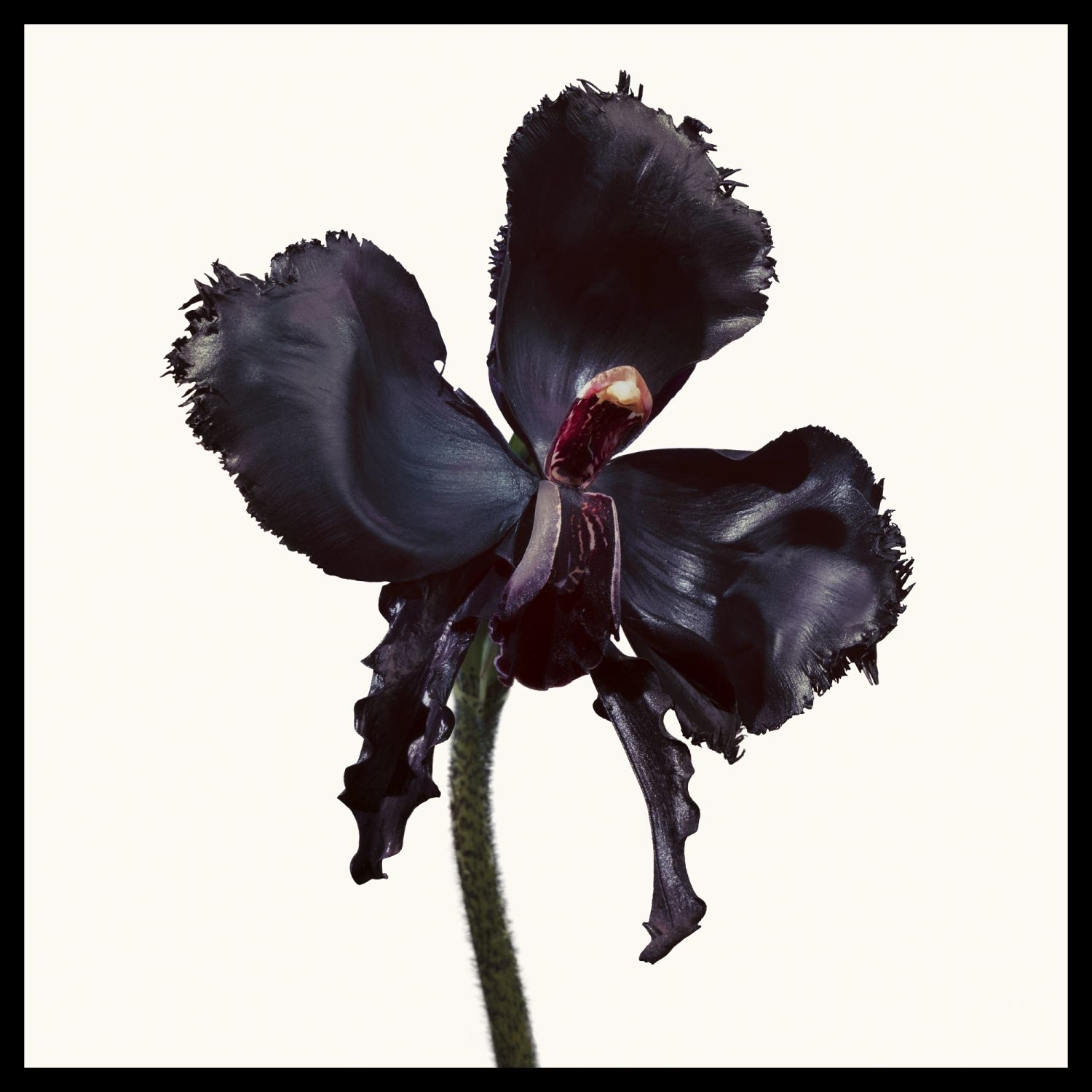 Black Orchid Discovery Collection